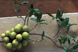 Image result for Ficus sansibarica