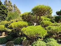 Hayward Japanese Gardens 2021 All You Need To Know Before You Go With Photos Hayward Ca Tripadvisor