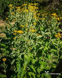 Image result for Inula