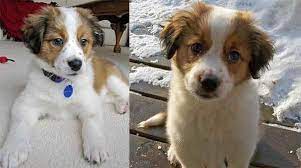 Check spelling or type a new query. Why The Border Collie St Bernard Mix Is A Great Family And Working Dog