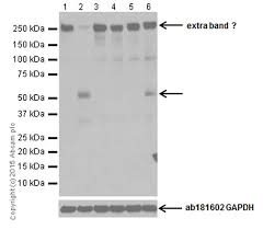 Image result for pakt ribbentrop-mo