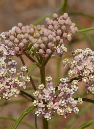 Tpf Plants Asclepias Fascicularis Narrow Leaf Milkweed Plant Theodore Payne Foundation Store