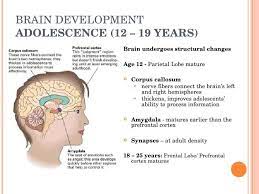 Brain Development In Tweens Brain Development Adolescence 12 19 Years Ul Li Brain Teenage Brain Development Physical Development In Adolescence Teenage Brain