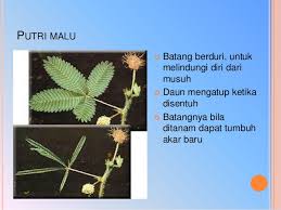 For example, the verb to get can mean procure (i'll get the drinks), become (she got scared), understand (i get it) etc. Ciri Khusus Pada Tumbuhan 2010