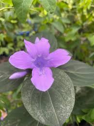 Image result for Barleria tanzaniana