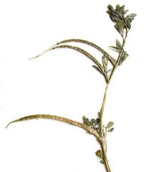 Image result for trigonella foenum-graecum،