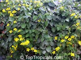 Image result for Stigmaphyllon