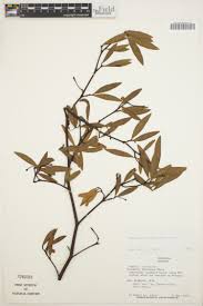 Image result for Malouetia