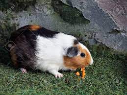 Baby black and brown guinea pig. Black Brown And White Guinea Pig Eating Orange Carrot In The Stock Photo Picture And Royalty Free Image Image 95282341