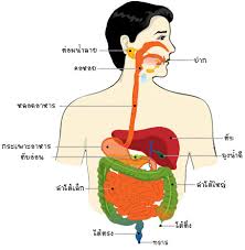 Image result for ระบบย่อยอาหาร