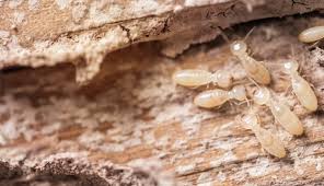 Close to mccredie park, termites in house, best pest control guildford, near to campbell hill pioneer reserve within. Pest Control Sydney Termite Treatment For 30 Yrs By M M 131 034
