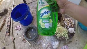 Cara buat racun serangga dari lebihan nasi. Cara Buat Racun Serangga Dari Serai Wangi Youtube