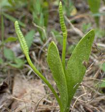 Image result for Ophioglossaceae