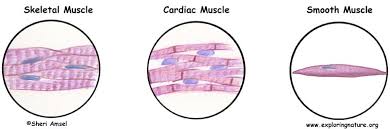 One example of this is the quadriceps, a group of four muscles located on the anterior (front) thigh. About Muscles