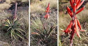 Image result for Aloe suprafoliata