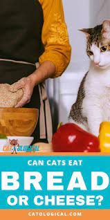 Can Cats Eat Cheese Or Bread Find Out If These Are Good Foods To Treat Your Kitty With Or If Cats And Kittens Should Tota Cat Care Buy A Kitten Best
