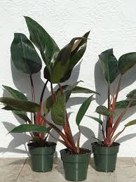How to grow, identify, water, feed, and propagate a read about philodendron imperial red diseases and pests and how much humidity and light they require. Philodendron Rojo Congo Plant In 4 Pot Kens Philodendrons