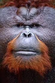  230 Orangutans Ideas In 2021 Orangutan Primates Animals Wild