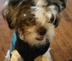 The havanese club of america will make every effort to help you. Adopted Shih Tzu Puppy San Antonio Austin Texas