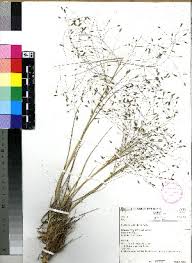 Image result for Eragrostis paniciformis