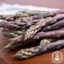 Image result for Asparagus exuvialis