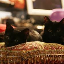 Why go to a dog breeder, cat. Black Cat Rescue 23 Photos Animal Shelters Somerville Ma Yelp