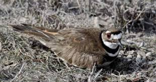 Birds Of Central Oregon Book Killdeer Bird Birds Information For Kids Information About Birds Birds For Kids Killdeer