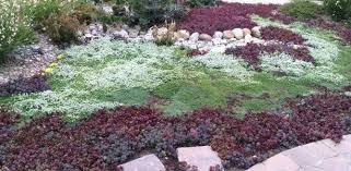 We did not find results for: 12 Flagstone And Ground Cover Thymes Ideas Ground Cover Thyme Plants