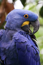 Birds Of A Feather Song Rio Rio By Mark Dumont Animals Cute Birds Bird Species
