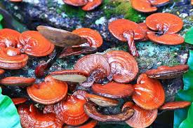 Image result for Ganoderma lucidum