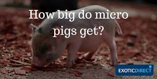 Micro Pig Care Advice: How To Look After A Pet Pig? - Exoticdirect