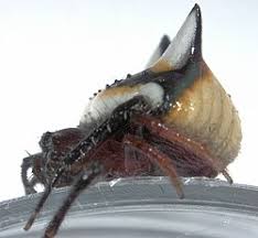 Image result for Poecilostachys