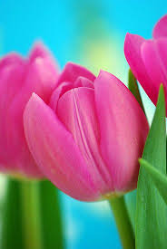 Simply head to their website, input your nhs email and you will receive the promo code immediately. Pin On Flowers