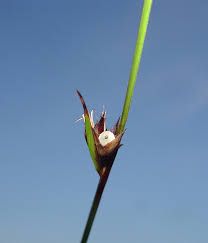 Image result for Scleria rehmannii