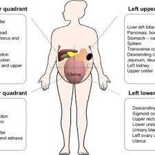 Divided into 9 regions by two vertical and two horizontal imaginary planes divided into 4 quadrants by single vertical and horizontal imaginary plane. Anatomical Relations According To Different Abdominal Quadrants Note Download Scientific Diagram