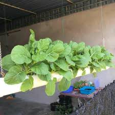 Yuk, sontek kebun para artis ini! Tanam Sayur Diy Sapa Cakap Dok Rumah Flat Tak Boleh Facebook