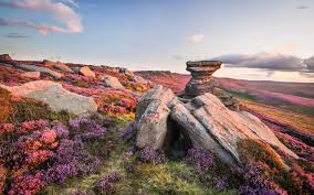 Purple flowers, rocky mountain national park 1. Purple Flowers On The Rocky Mountain Wallpaper Nature Wallpapers 43348