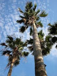 Image result for Washingtonia