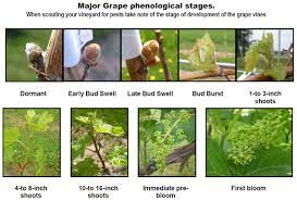 Identify what each part of a grape provides to the winemaker. Enoviti Eichhorn Lorenz Grapevine Phenology