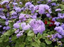 Grüne okra baum blüte junge frucht und große grüne blätter. Pflanze Mit Vielen Lila Bluten Und Grunen Blattern Leinwandbilder Bilder Blutenblatter Violett Bluhen Myloview De