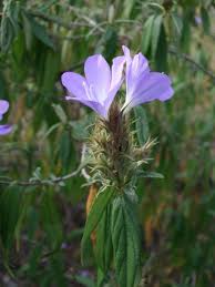 Image result for Barleria holubii