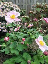 Anemone Hupehensis September Charm Herfstanemoon De Tuinen Van Appeltern Pioenen Tuin Exotische Bloemen Tuin