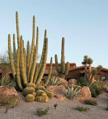 In fact, the flower that grows on the plant is the first and most important step in transplanting a saguaro cactus plant is safety. Desert Lush Phoenix Home Garden