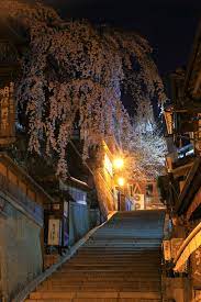 祇園の妖艶なしだれ桜 産寧坂の夜桜 日本の木 しだれ桜 京都 桜