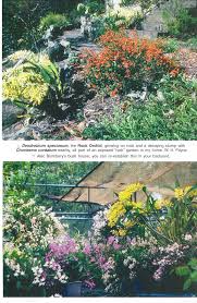 Image result for Triumfetta grandistipulata