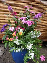 Pin On Plants Yard Decor