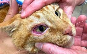 Un chat qui vomit ses croquettes est quelque chose qui arrive parfois, notamment si avez un petit glouton qui aime manger vite et beaucoup à la fois. Mon Chat A Une Conjonctivite Causes Symptomes Et Traitement Entretenir Son Chat Wamiz