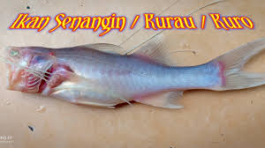 See more of d' nor chalet teluk senangin lumut on facebook. Ikan Bulu Bulu Anaknya Ikan Kuro Kurau Senangin Palangkaraya Fishing 49 Youtube
