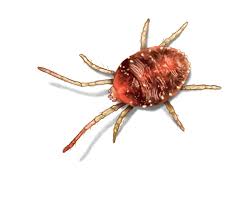 Barrier pest control is a family owned and operated company, with over 30 years experience in the central ontario pest control market. Clover Mite Control Get Rid Of Clover Mites In House