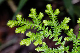 Image result for Selaginella molliceps